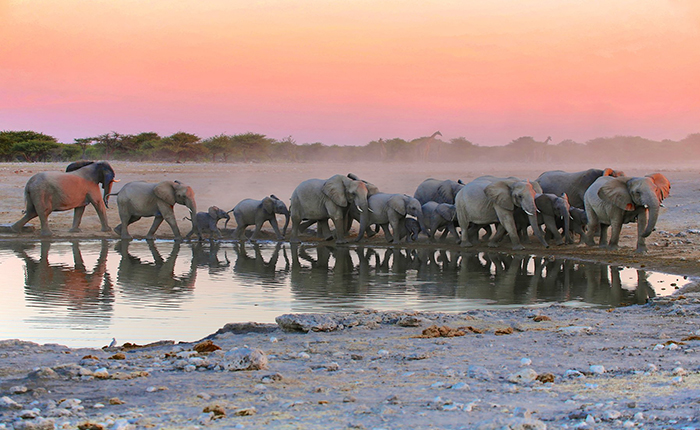 Spectacular 3 country safari