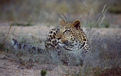 Namibia Luxury Tours: Redefined for Discerning Explorers