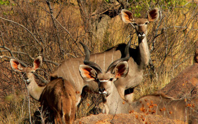 Slow travel in Namibia