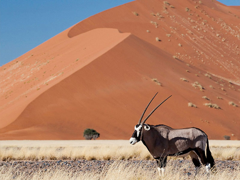 Elegant gemsbok standing on arid land with a towering sand dune in the background