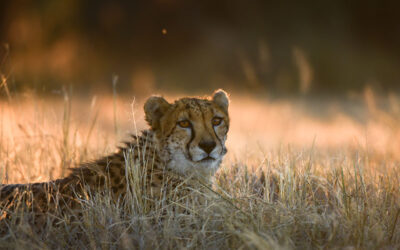 Why Namibia is a lighthouse of desert conservation