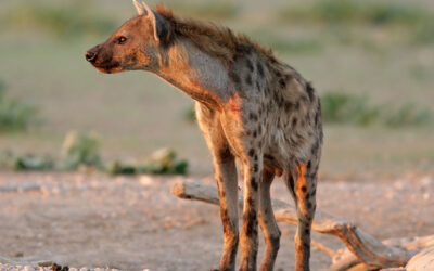 Wildlife photography in Namibia: tips for breathtaking photographs