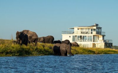 Namibia vs. Botswana: Which Safari Destination Is Right for You?