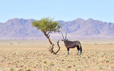 Namibia vs. Botswana: Which Safari Destination Is Right for You?