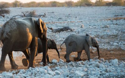 The Ultimate Namibia Safari Guide – When to Go & What to See