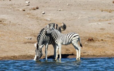 Top Namibia Safari Holiday Packages to Consider